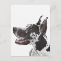 Harlequin Great dane