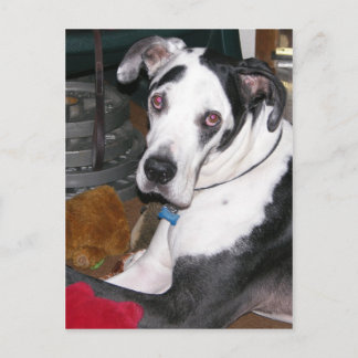Harlequin Great dane Vykort