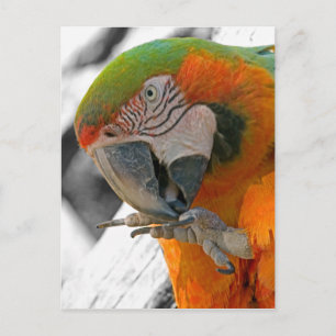 Harlequin Macaw Foot-vykort Vykort