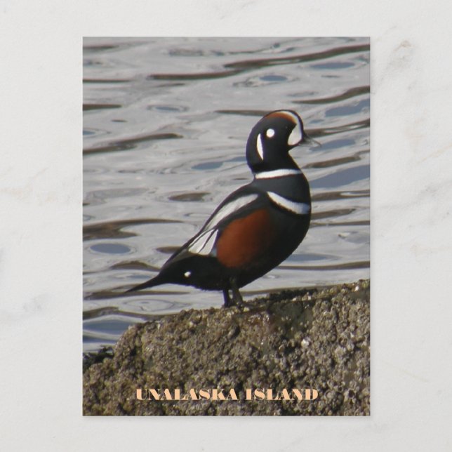 Harlequin Male Anka, Unalaska Island Vykort (Framsida)
