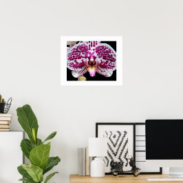 Harlequin Phalaenopsis Orkidé Blommande Blomma Poster