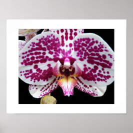 Harlequin Phalaenopsis Orkidé Blommande Blomma Poster