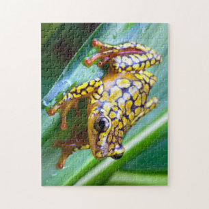 Harlequin Poison Dart Frog Pussel