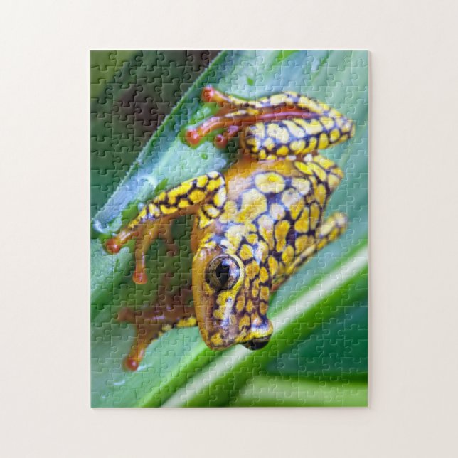 Harlequin Poison Dart Frog Pussel (Vertikal)