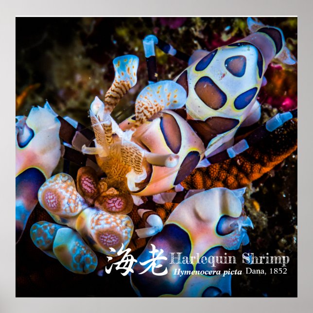 Harlequin Shrimp, Hymenocera picta Poster (Framsidan)