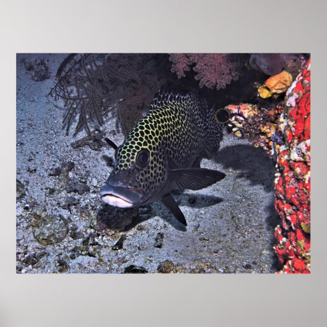 Harlequin Sweetlips Poster (Framsidan)