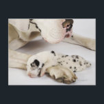 Harlequingreat danevalp som sovar på mödrar vykort<br><div class="desc">Animals->Dog</div>