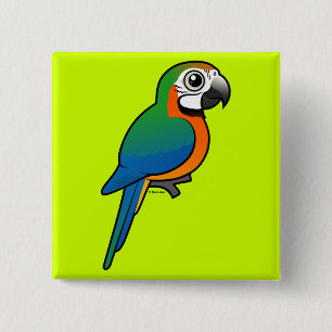 HarlequinMacaw Knapp