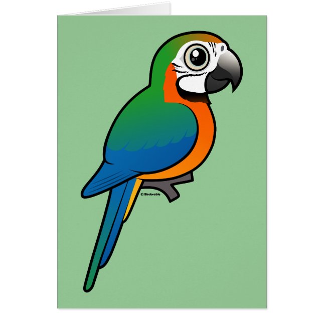 HarlequinMacaw OBS Kort (Framsidan)