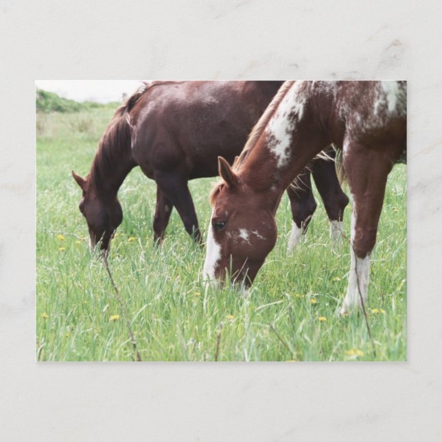 Harley & Sugar Grazing Postcard Vykort (Framsida)