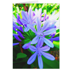 Härlig Agapanthus - gåvakort Hälsningskort