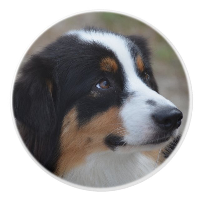 Härlig Aussie Knopp (Framsidan)