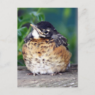 Härlig baby Robin Vykort