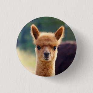 Härlig babyAlpaca knäppas Knapp