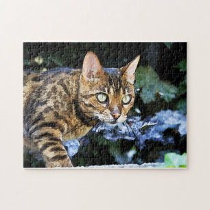 Härlig Bengal katt Pussel