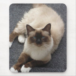 Härlig Birman katt Musmatta