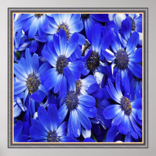 Härlig blåa blommor poster