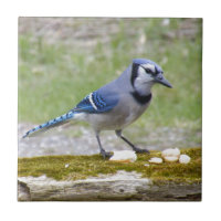 Härlig blåttJay fågel