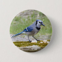 Härlig blåttJay fågel