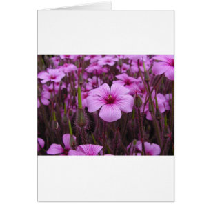 Härlig blommigt hälsningskort