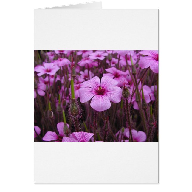 Härlig blommigt hälsningskort (Framsidan)