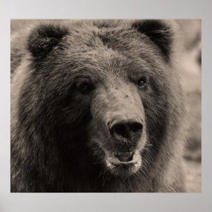 Härlig brun Grizzlybjörn Poster