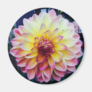 Härlig Dahlia på en magnet