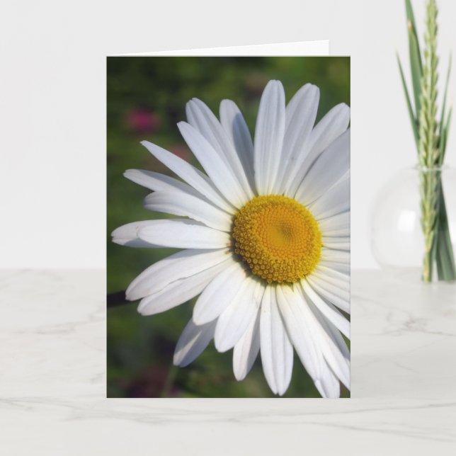 Härlig daisy kort (Framsida)