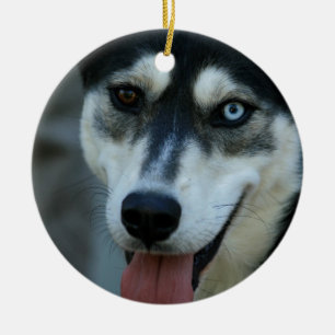 Härlig en blåttögasiberian husky julgransprydnad keramik