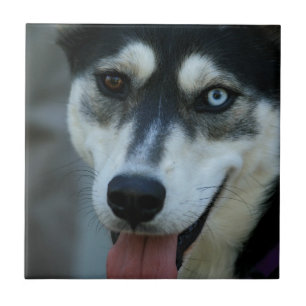 Härlig en blåttögasiberian husky kakelplatta