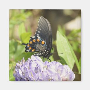 Härlig fjärils- och lilablommamagnet magnet