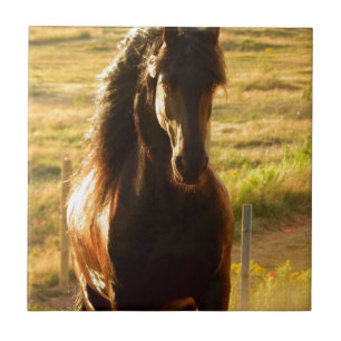 HÄRLIG FRIESIANHÄSTHINGST KAKELPLATTA
