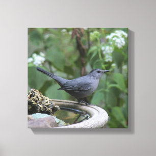 Härlig grå Catbird slågen in panel Canvastryck