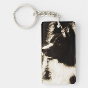 Härlig gräns Collie~