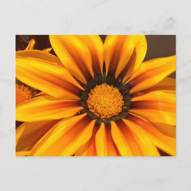 Härlig gul Gazania Vykort (Framsida)