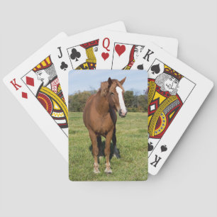 Härlig häst casinokort
