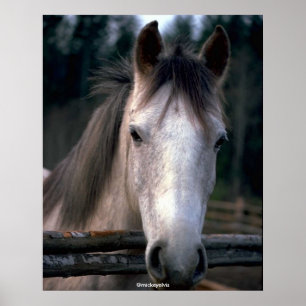 Härlig häst poster