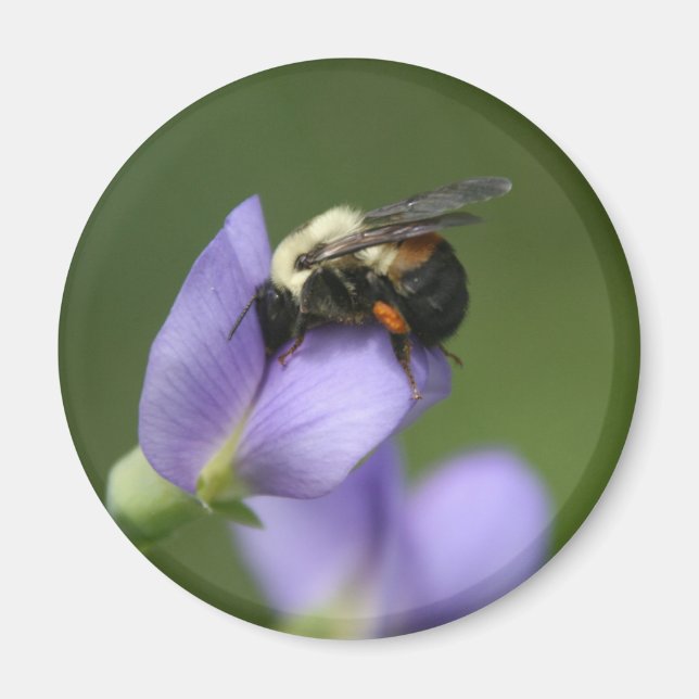 Härlig humla magnet (Framsidan)