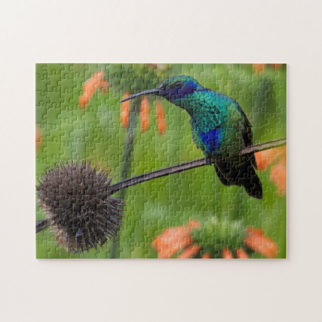 Härlig Hummingbird Pussel (Horisontell)
