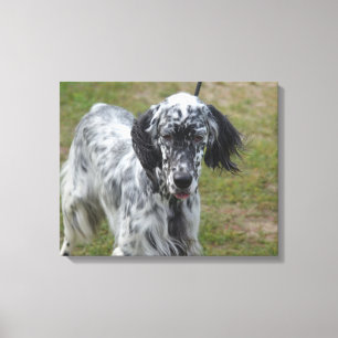 Härlig hund för engelsk Setter Canvastryck