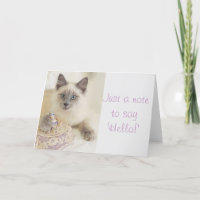 Härlig katt precis en notera till något att