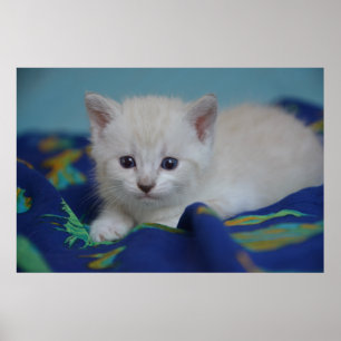 Härlig kattunge poster