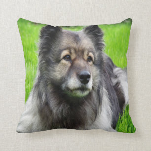Härlig Keeshond Kudde
