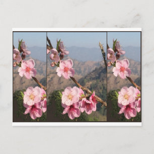 Härlig koloni för blommaIndien UttraKHAND frukt Vykort