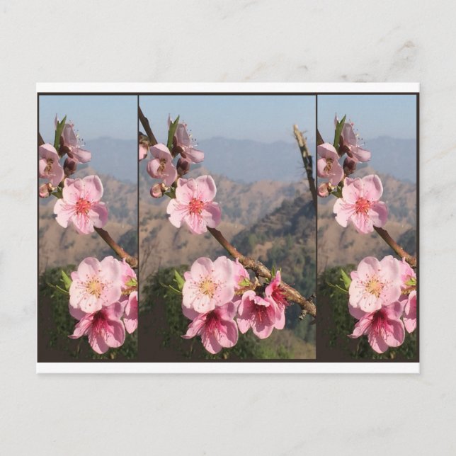 Härlig koloni för blommaIndien UttraKHAND frukt Vykort (Framsida)