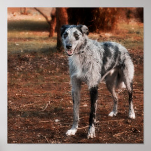Härlig Lurcherhund Poster