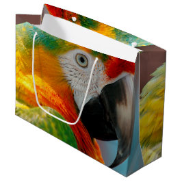 Härlig Macaw