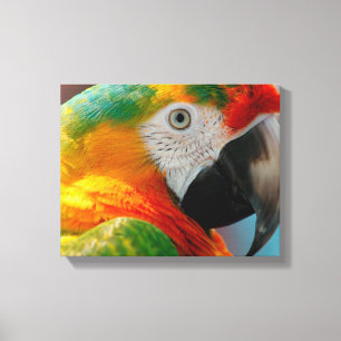 Härlig Macaw Canvastryck