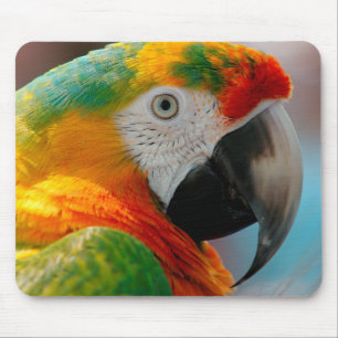 Härlig Macaw Musmatta