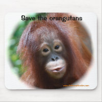Härlig Orangutanbebis